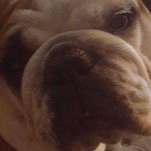 Meet your Posher, Norma